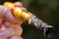 Daniel Marshall Art Cigar