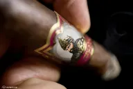 The Tabernacle Havana Seed CT No.142 Corona