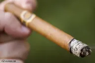 La Colmena Amado No. 407